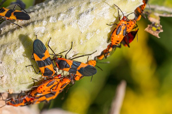 milk-weed-bugs-v1-davidsons-mill-2016_43g6623