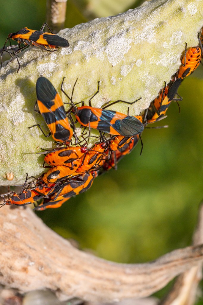 milk-weed-bugs-v1-davidsons-mill-2016_43g6628