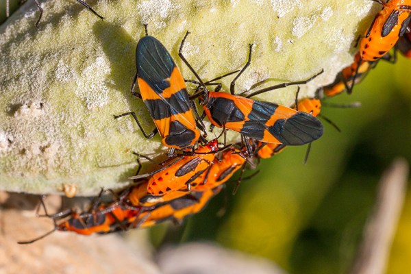 _milk-weed-bugs-v2-davidsons-mill-2016-43g6621