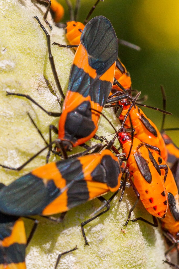 milk-weed-bugs-v2-davidsons-mill-2016_43g6619