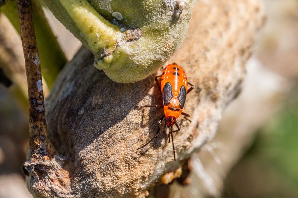 milk-weed-bugs-v2-davidsons-mill-2016_43g6659