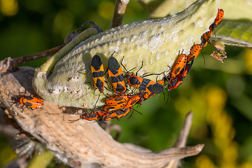 milk-weed-bugs-v2_43g6604