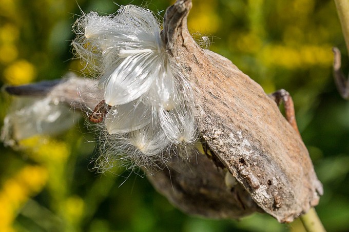 milk-weed-pod-v1_43g6637
