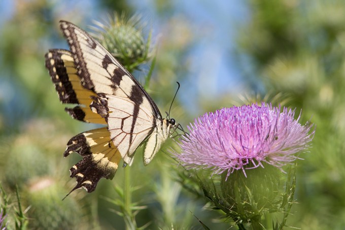 swallowtail-v1-lg-2016_43g2109