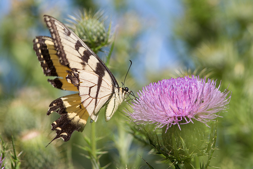 swallowtail-v1-lg-2016_43g2109