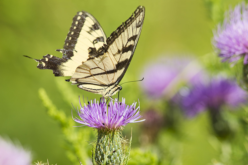 swallowtail-v1-lg_43g2046