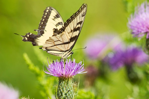 swallowtail-v1-lg_43g2046