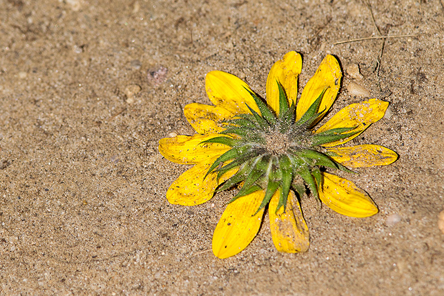 wildflower-ground-v1-2016_43g3491