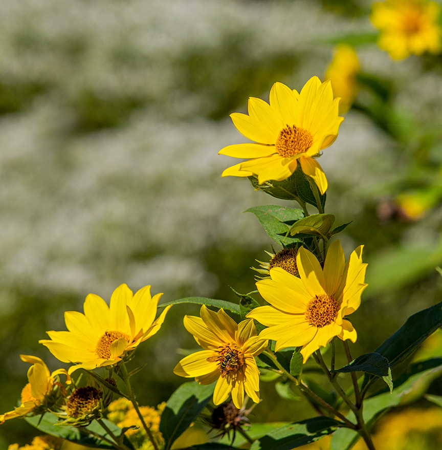 wildflower-pano-v1-lg-2016
