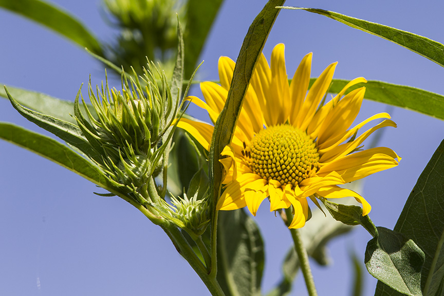 wildflower-v2-lg-2016_43g2512