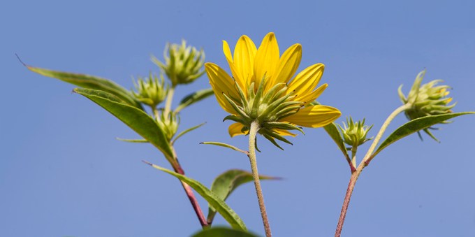 wildflower-v2-lg-2016_43g3438