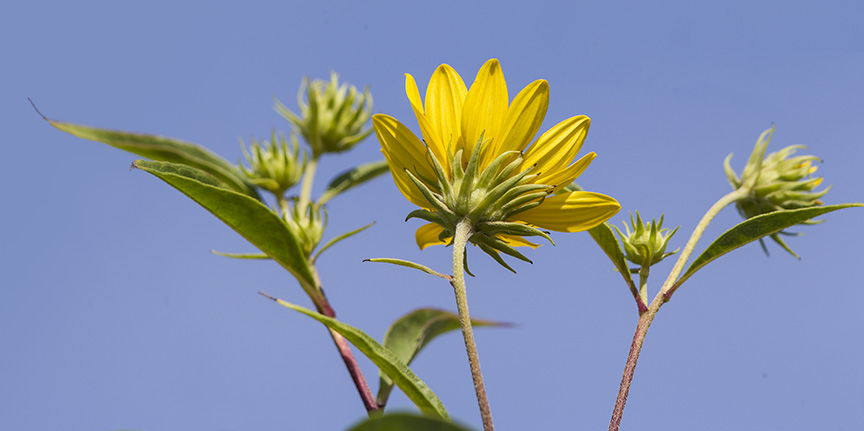 wildflower-v2-lg-2016_43g3438