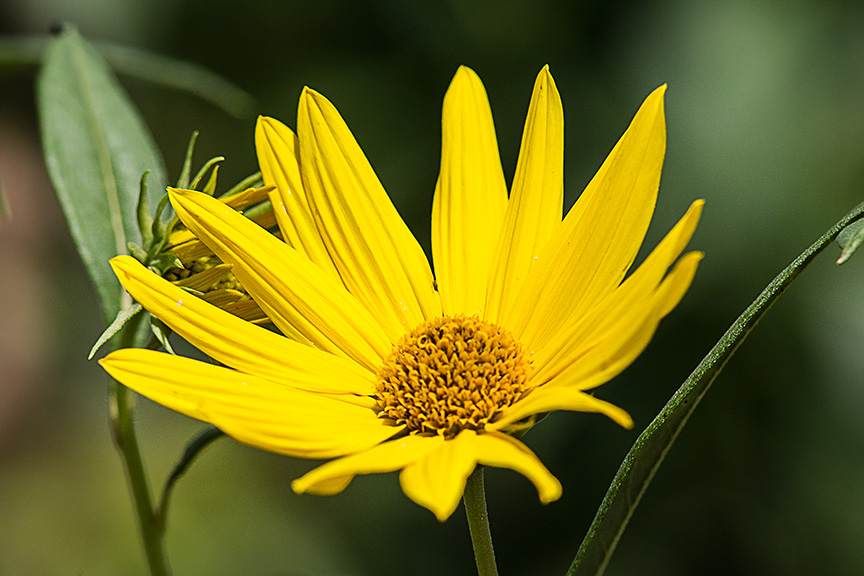 wildflower-v2-lg-2016_43g3461