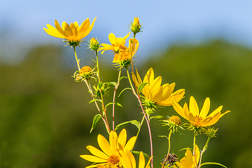 wildflowers-lg-2016-v2