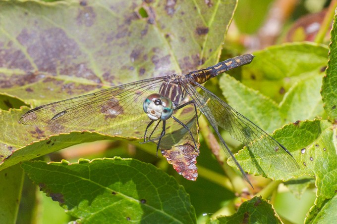 _blue-dasher-female-v2-davidson-mill-2016-43g4266