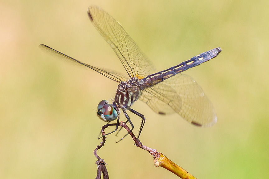 blue-dasher-female-v2-davidsons-mill-201643g4439