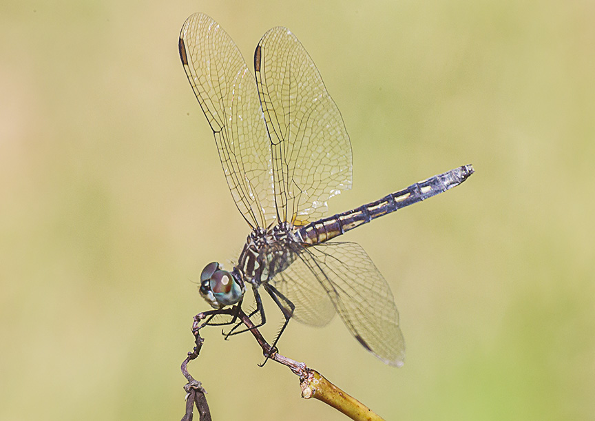 blue-dasher-female-v2-davidsons-mill-2016_43g4442