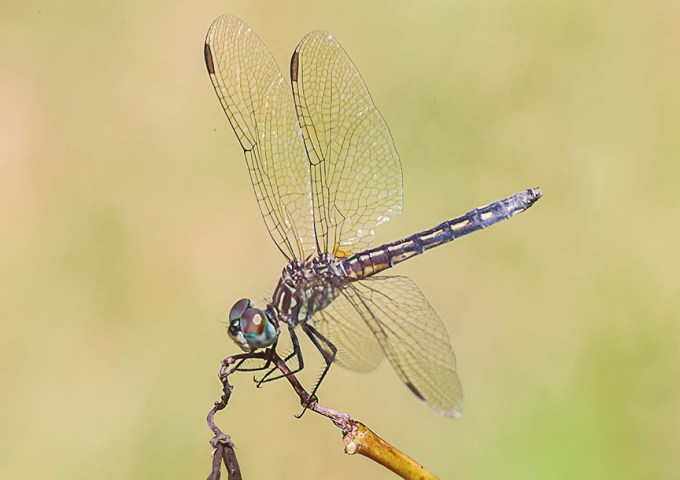 blue-dasher-female-v2-davidsons-mill-2016_43g4442