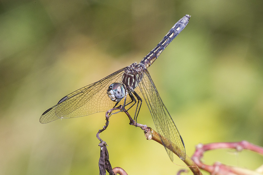blue-dasher-female-v2-davidsons-mill-2016_43g4457