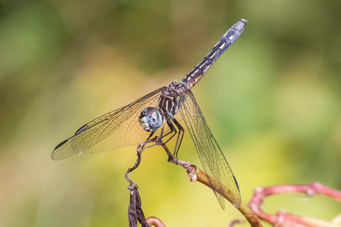 blue-dasher-female-v2-davidsons-mill-2016_43g4457
