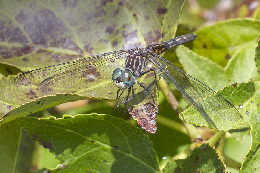 blue-dasher-female-v23dragonfly-davis-mill_43g4261