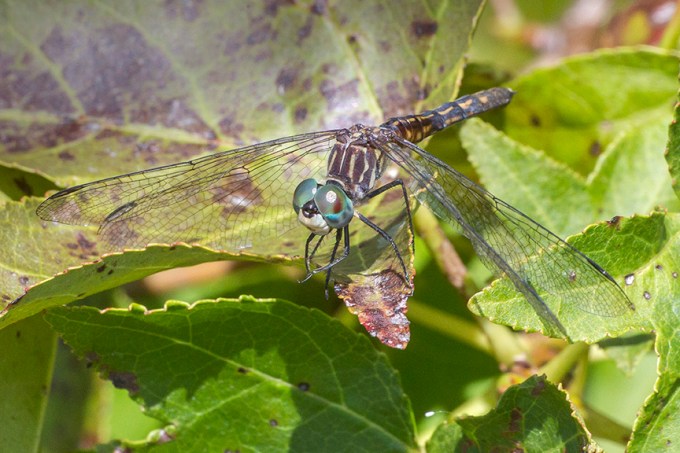 blue-dasher-female-v23dragonfly-davis-mill_43g4261