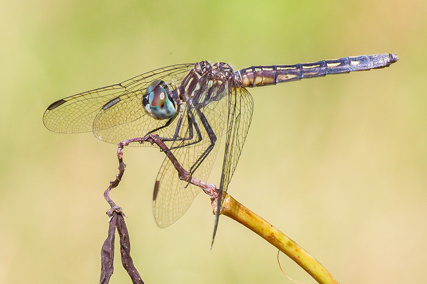 blue-dasher-female-v3-davidsons-mill-2016_43g4418
