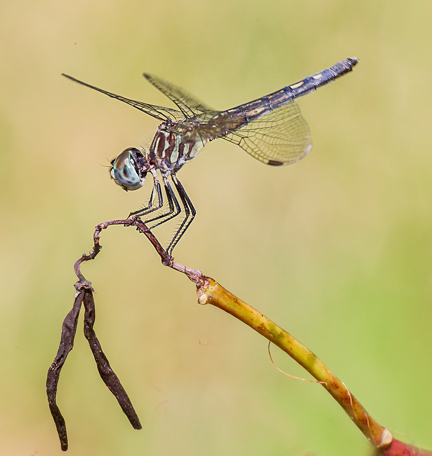 blue-dasher-female-v3-davidsons-mill_43g4437