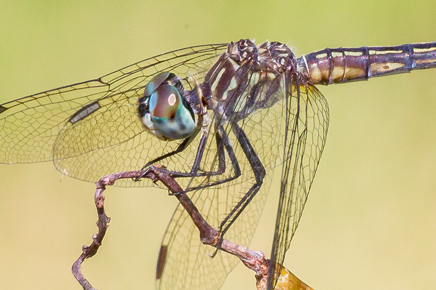 blue-dasher-female-v34davidsons-mill-2016_43g4418