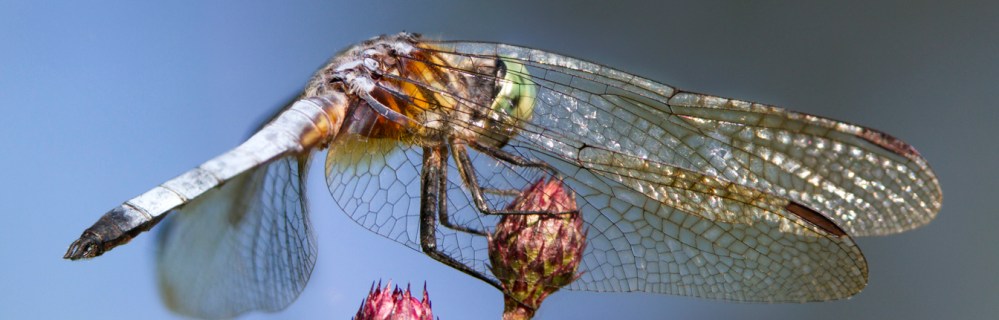 blue-dasher-v7-pano-cf-2015_mg_8845