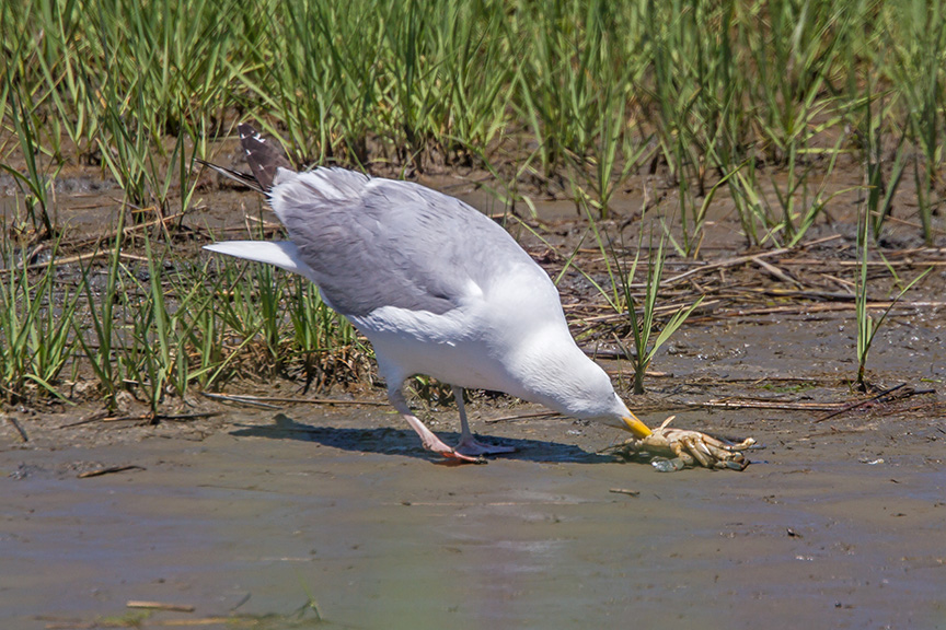gull-finds-meal-brig-v1