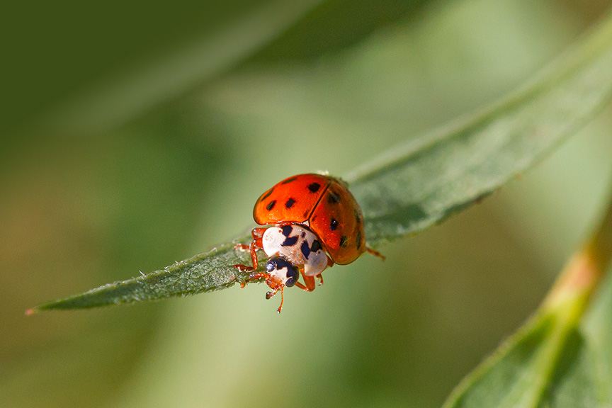 lady-bug-v3-davidsons-mill-2016_43g6456