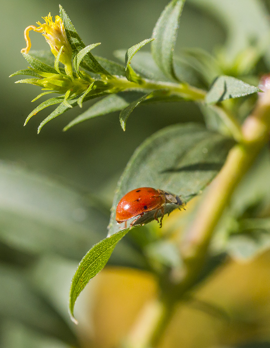 lady-bug-v3-davidsons-mill_43g6466