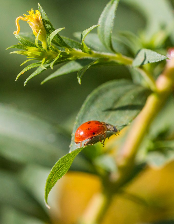 lady-bug-v3-davidsons-mill_43g6466