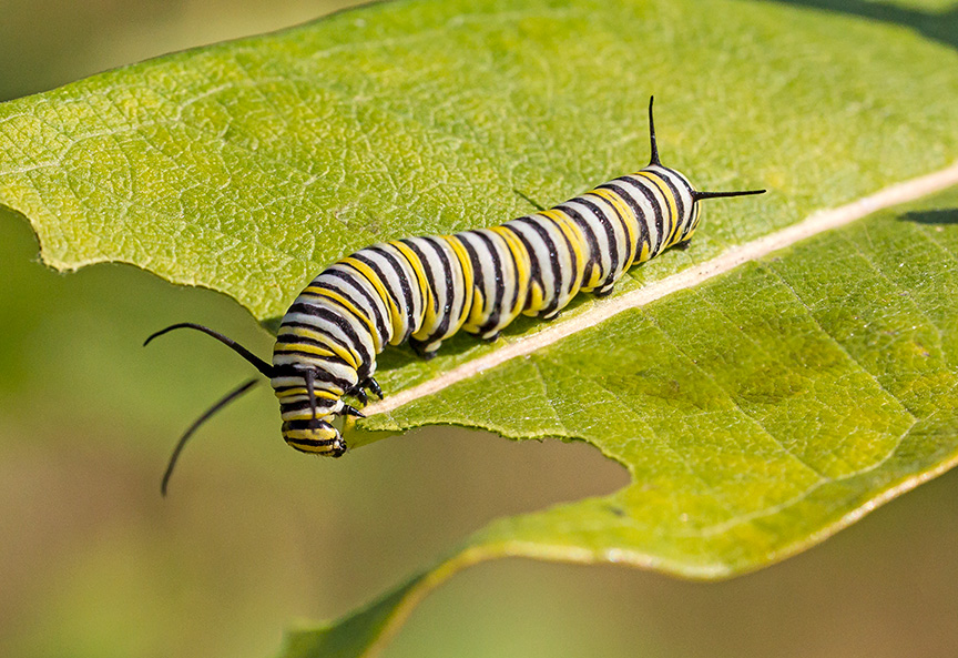 monarch-catepillar-v2-2img-stk-v1-davidsons-mill-2916
