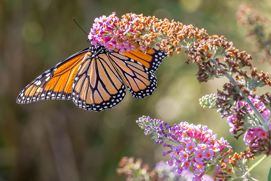 monarch-v3-davidsons-mill-2016_43g6953