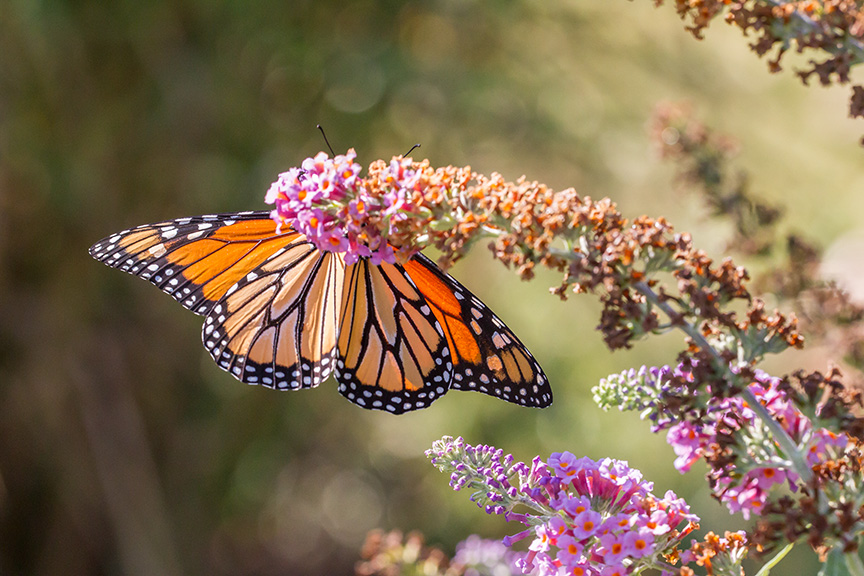 monarchblack-v1-davidsons-mill-2016_43g6973