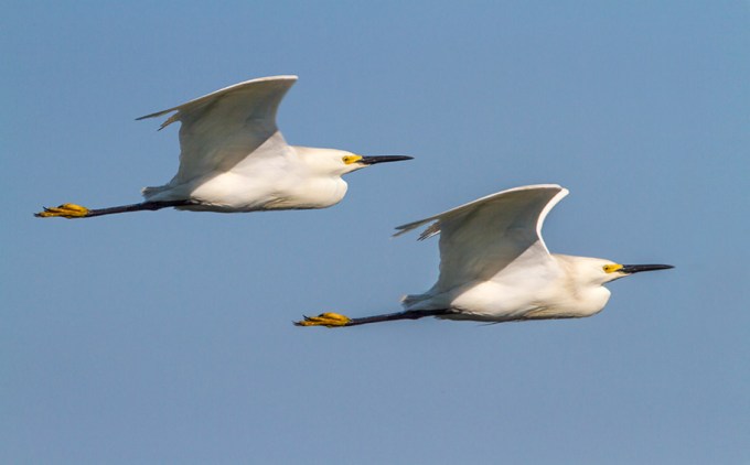 snowy-egrets-brig-2016-v4-2013
