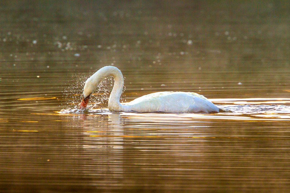 swan-cf-v1_mg_0018