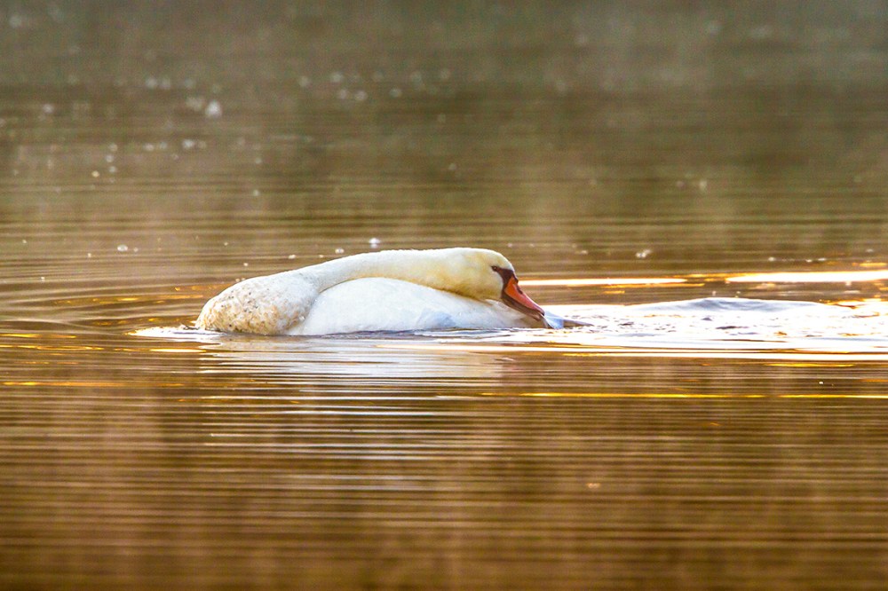 swan-cf-v2_mg_0017