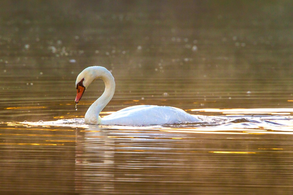 swan-cf-v2_mg_0019