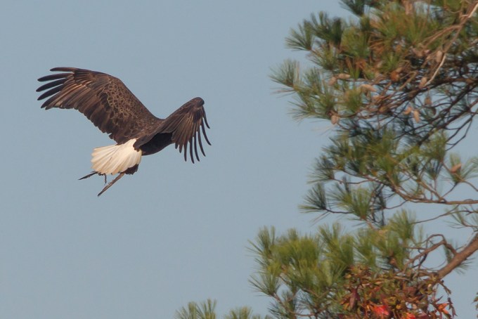 be-bwr-fly-with-meal-v3_43g7127