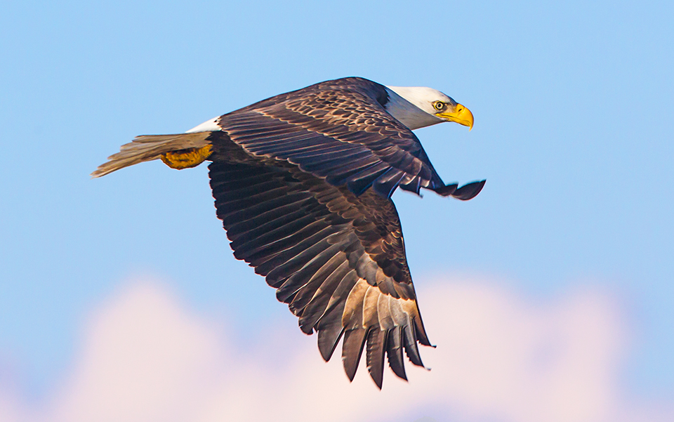 be-v1-bwr-2016_43g7266