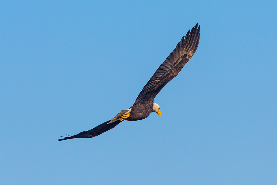 be-v1-bwr-2016_43g7302