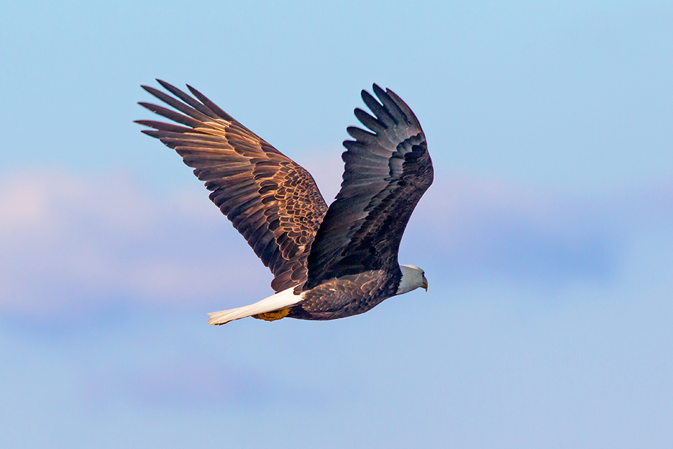 be-v2-bwr-2916_43g7269