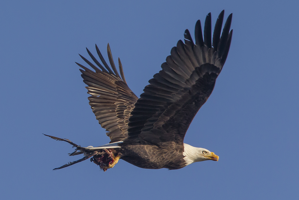 be-v2-w-meal-bwr-2016-43g7150-2