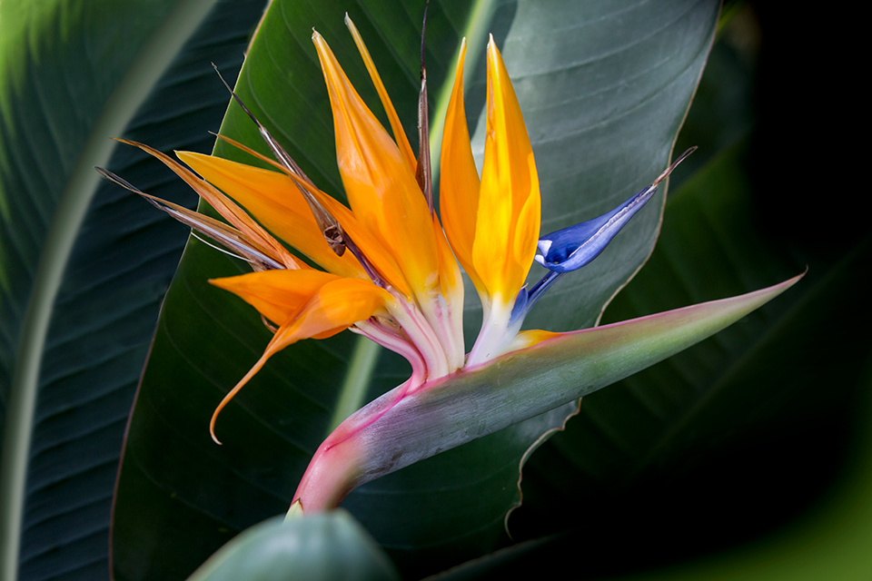 bird-of-paradise-v6_43g8943-adj