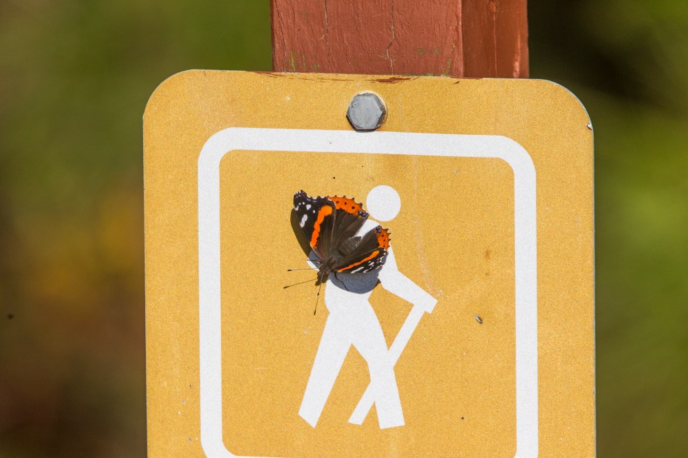 butterfly-v1-bwr-2016_43g7327-2