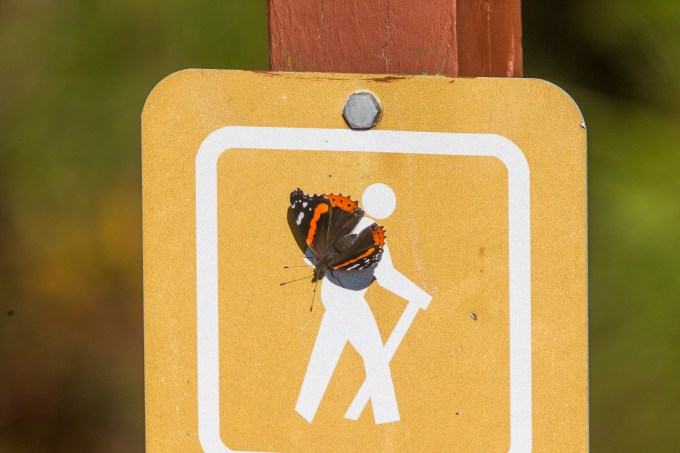 butterfly-v1-bwr-2016_43g7327-2