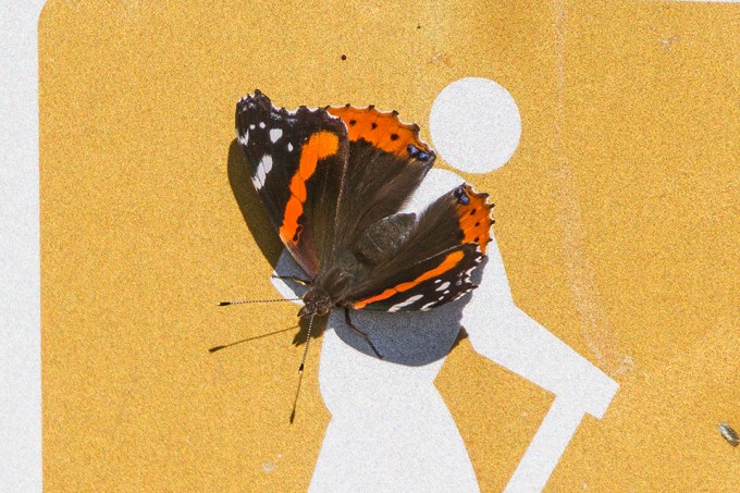 butterfly-v2-bwr-2016_43g7327-2